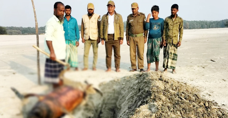 তারুয়া সমুদ্র সৈকতে ভেসে এলো মৃত ডলফিন