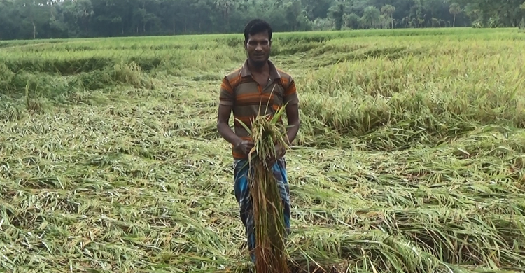 ভোলায় হাজার হেক্টর ফসলের ক্ষতি
