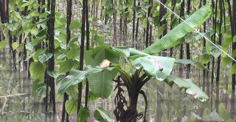 Bhola-Agricultural-Damage2