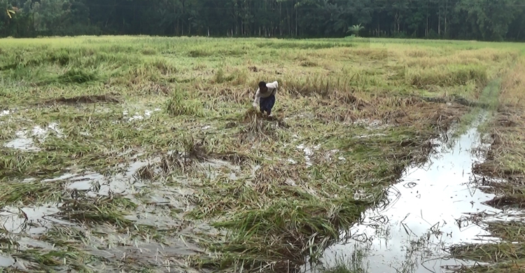 Bhola-Agricultural-Damage2