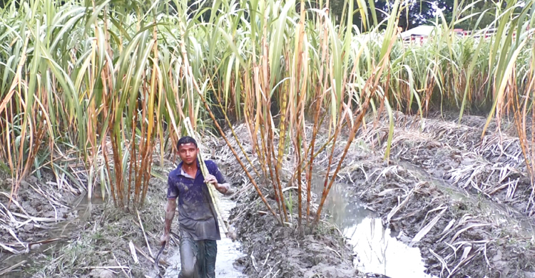 জোয়ারের পানিতে আখক্ষেত নষ্ট, বিপাকে চাষিরা