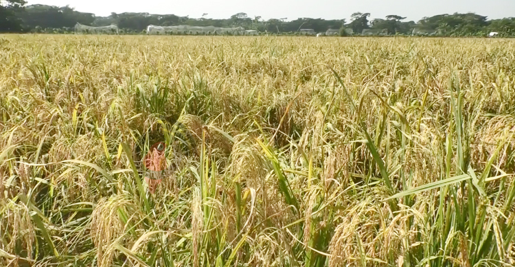 ‘ব্রি হাইব্রিড-৬’ ধানে কপাল খুলছে কৃষকদের