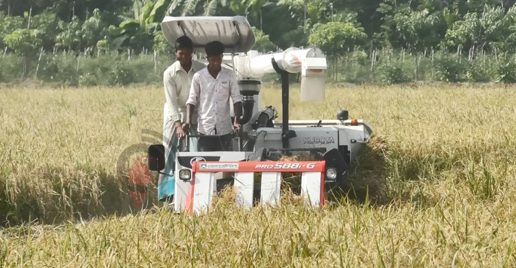 &lsquo;ব্রি হাইব্রিড-৬&rsquo; ধানে কপাল খুলছে কৃষকদের