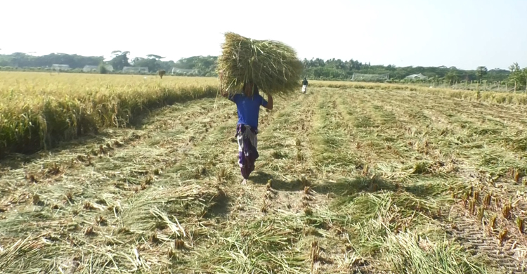 &lsquo;ব্রি হাইব্রিড-৬&rsquo; ধানে কপাল খুলছে কৃষকদের