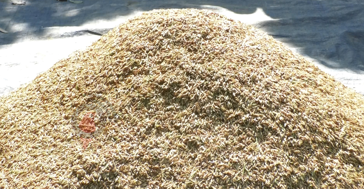 &lsquo;ব্রি হাইব্রিড-৬&rsquo; ধানে কপাল খুলছে কৃষকদের