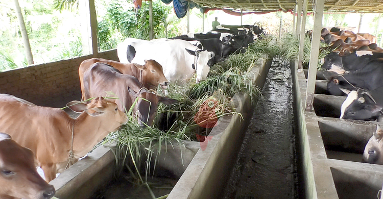 খাদ্যের দাম বাড়ায় ভোলায় কমেছে গরু মোটাতাজাকরণ