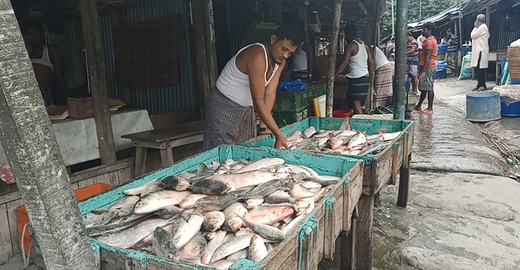 ভোলায় ঝাঁকে ঝাঁকে ধরা পড়ছে ডিমওয়ালা ইলিশ