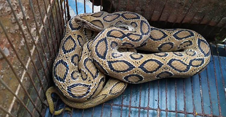 ‘কিলিংমেশিন’ ভাইপার সাপটি ছেড়ে দেয়া হলো কুকরি-মুকরি বনে