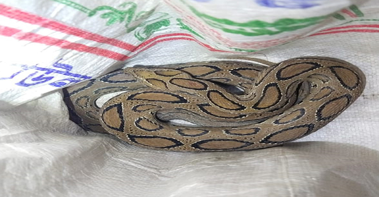 বিষধর রাসেল ভাইপার ধরে বস্তায় ভরে বাড়িতে নিয়ে এলেন যুবক