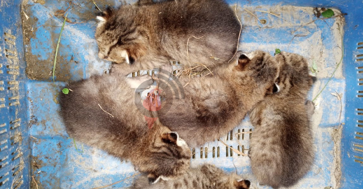 ঘাসের জমি থেকে উদ্ধার বনবিড়ালের পাঁচ ছানা