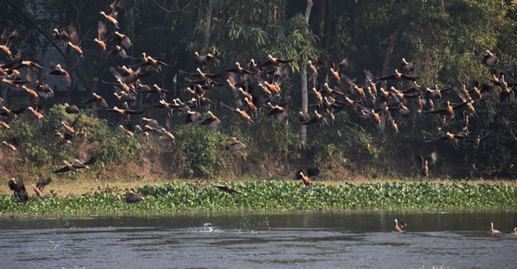 পরীযায়ী পাখিরা যেখানে আত্মীয়র মতো