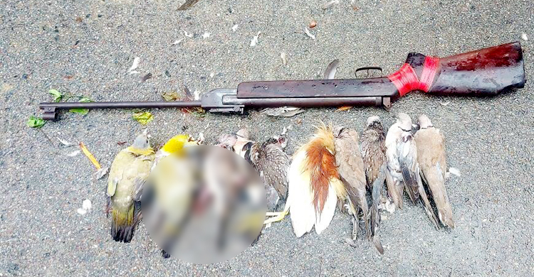 গুলিবিদ্ধ পাখি-এয়ারগান ফেলে পালিয়ে গেলেন শিকারি