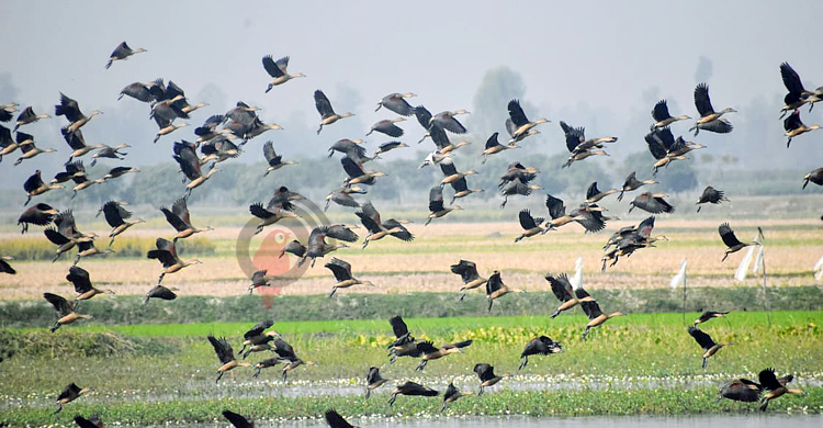 পরিযায়ী পাখির সঙ্গে এ যেন এক আত্মার বন্ধন