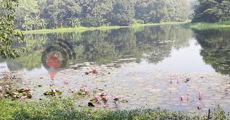 একমাস আগেই উধাও জাবির লেকের পরিযায়ী পাখি