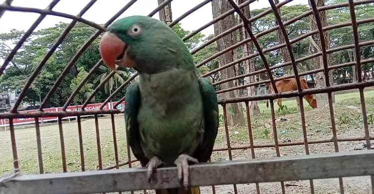 খাঁচা থেকে মুক্ত আকাশে ৩ টিয়া