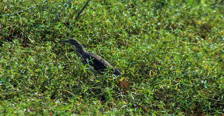আবাস-খাবার সংকটে কমছে পাখি