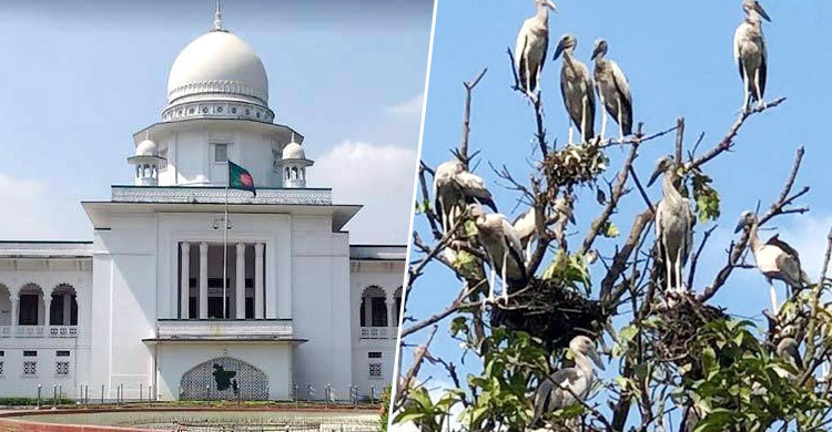 আমবাগানে পাখির বাসা : প্রশাসনের সুস্পষ্ট বক্তব্য চেয়েছেন হাইকোর্ট