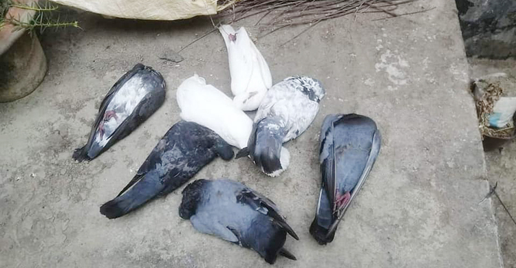 ছাদে বিষ্ঠাত্যাগ করায় বিষ খাইয়ে মারা হলো ২২ কবুতর