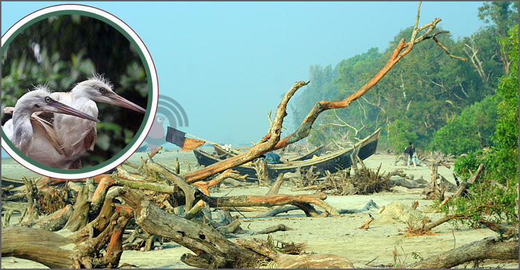 আবাস-খাবার সংকটে কমছে পাখি