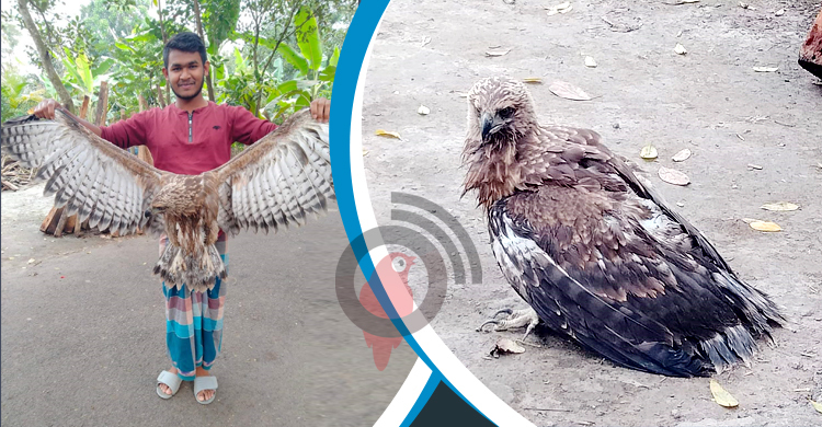 ফরিদপুরে আহত বাজপাখি উদ্ধার