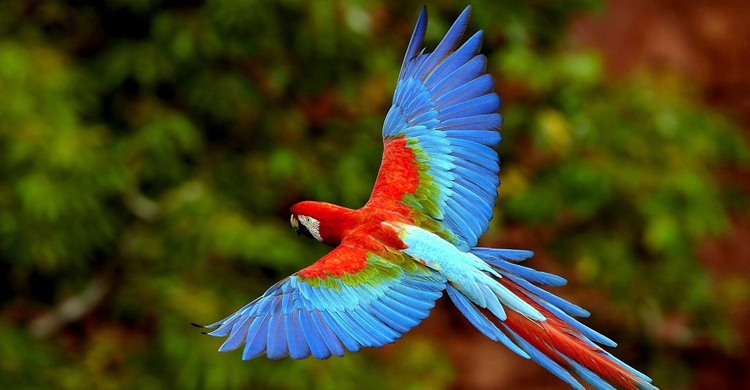 দাম বাড়ছে বিদেশি পাখির