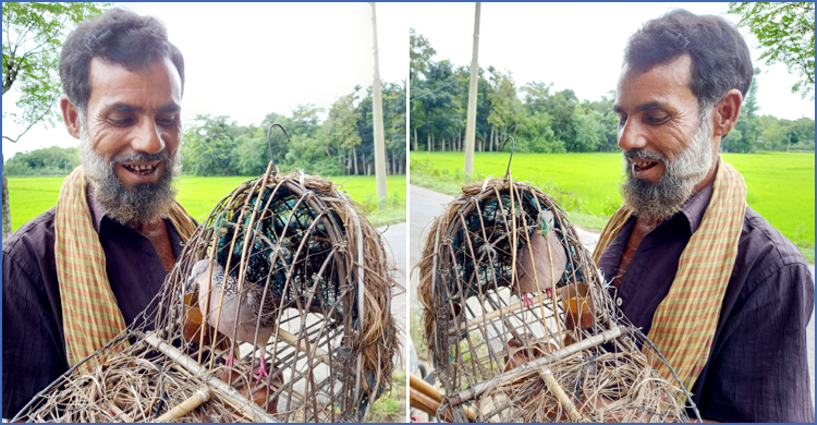 শিকারির টোপ পোষা ঘুঘু!