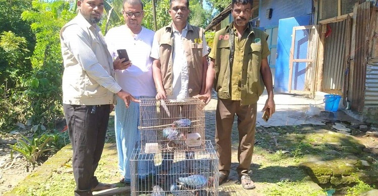কাপ্তাইয়ে বন বিভাগের অভিযানে ৭টি কালিম পাখি উদ্ধার