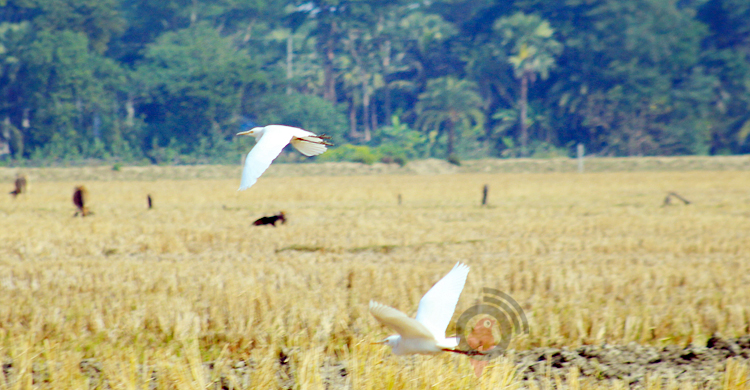 আবাস-খাবার সংকটে কমছে পাখি