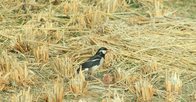 আবাস-খাবার সংকটে কমছে পাখি