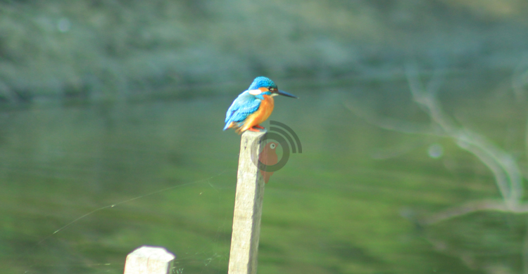 আবাস-খাবার সংকটে কমছে পাখি