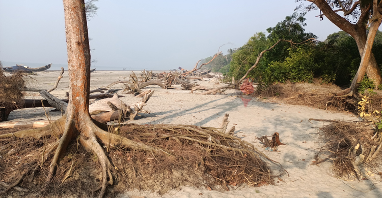 আবাস-খাবার সংকটে কমছে পাখি