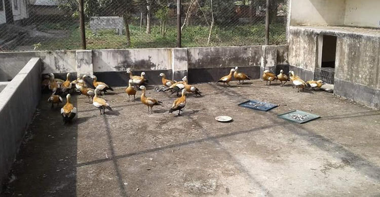 পদ্মায় শিকারীর ফাঁদে পরিযায়ী পাখি