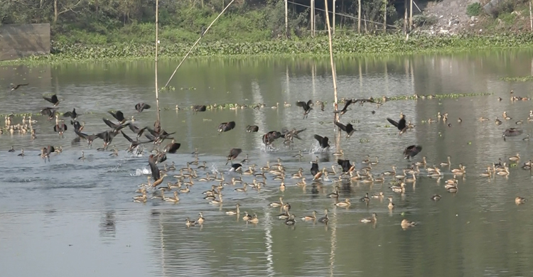 অতিথি পাখির আগমনে মুখরিত করতোয়া নদী
