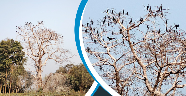 শিমুলের ডালে পানকৌড়ির মেলা