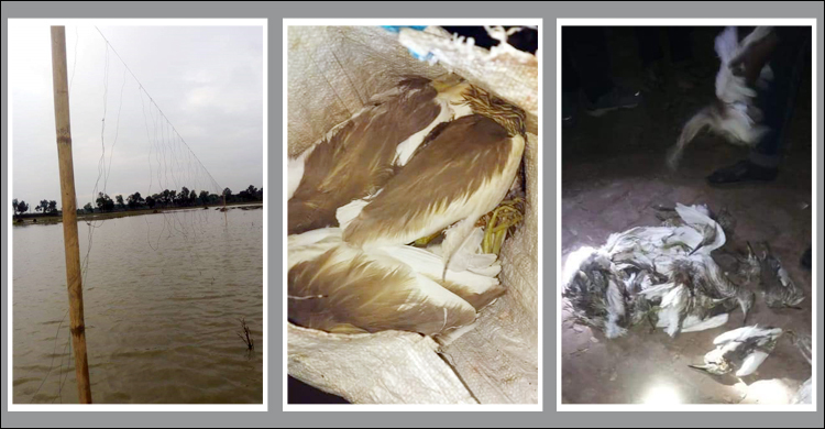 সাতক্ষীরায় নির্বিচারে অতিথি পাখি শিকার, নিষ্ক্রিয় প্রশাসন