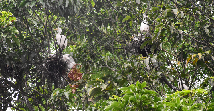 ‘পাখির ডাকে ঘুমিয়ে পড়ে পাখির ডাকে জেগে’