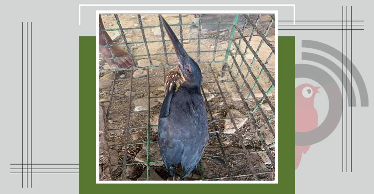 হাওরে বড়শিতে ধরা পড়লো বিরল প্রজাতির কালিবক