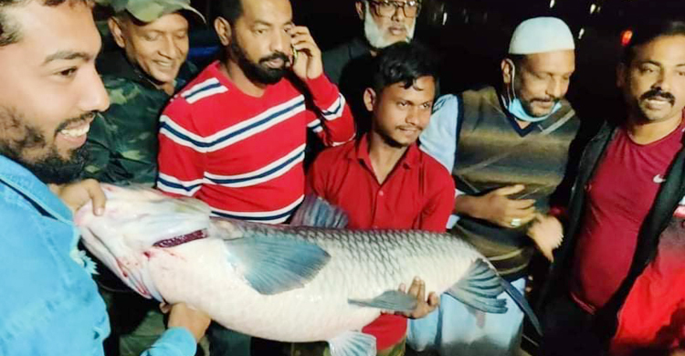 বড়শিতে ধরা পড়া ৪৩ কেজির ব্ল্যাক কার্প মাছটি উপহার পেলেন এমপি