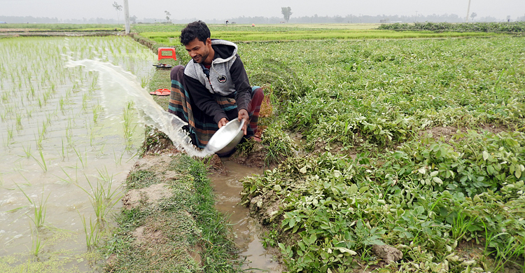 হঠাৎ বৃষ্টিতে বগুড়ায় আলু চাষিদের কপালে চিন্তার ভাঁজ
