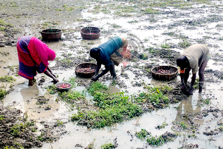 হঠাৎ বৃষ্টিতে বগুড়ায় আলু চাষিদের কপালে চিন্তার ভাঁজ