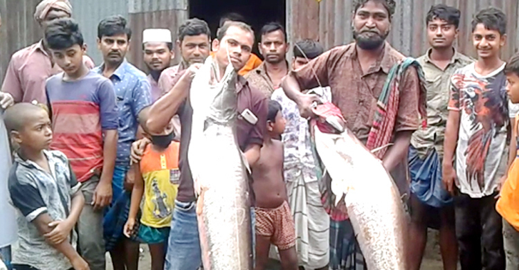 যমুনায় ধরা পড়ছে ঝাঁকে ঝাঁকে বোয়াল মাছ