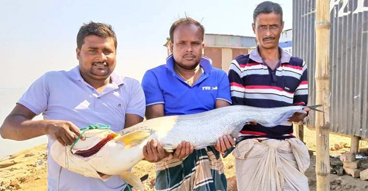 এক বোয়াল বিক্রি হলো ২২ হাজার টাকায়