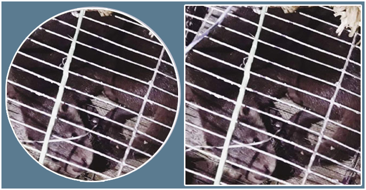 খাদ্যের সন্ধানে লোকালয়ে ভোঁদড়