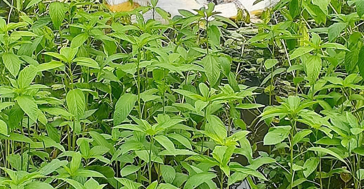 ফরিদপুরে পাটখেতে পড়ে ছিল নারীর মাথাবিহীন মরদেহ