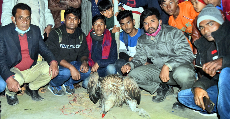 বগুড়ার শিবগঞ্জে বিপন্ন প্রজাতির দুটি হিমালয়ান শকুন উদ্ধার