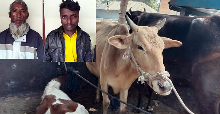 বগুড়ায় চুরি হওয়া গরু সিরাজগঞ্জে উদ্ধার