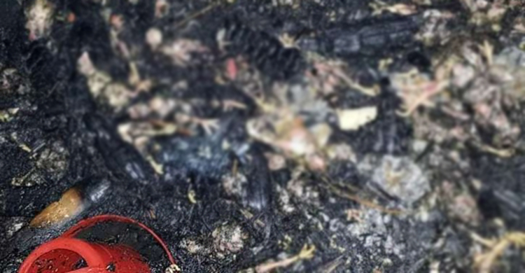 আগুনে পুড়ে গেল ৩ হাজার মুরগি