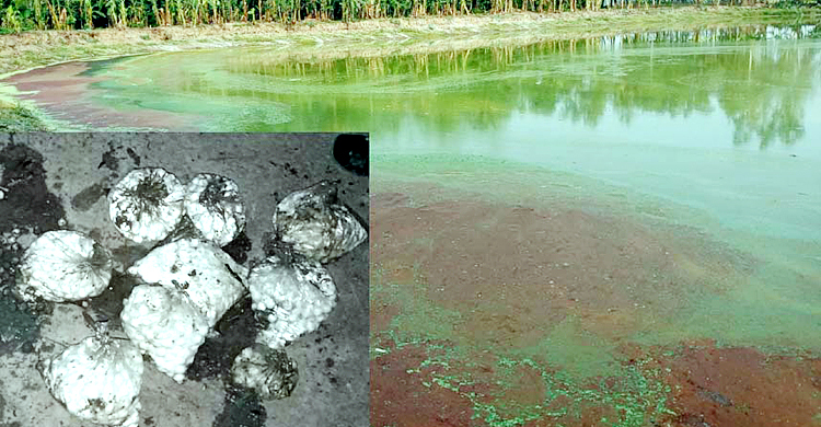 শত্রুতা করে সরকারি জলাশয়ে কীটনাশক, চাষির ৪ লাখ টাকার ক্ষতি