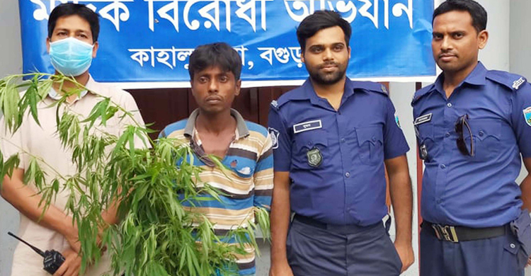 বাড়ির আঙিনায় গাঁজার চাষ, যুবক আটক