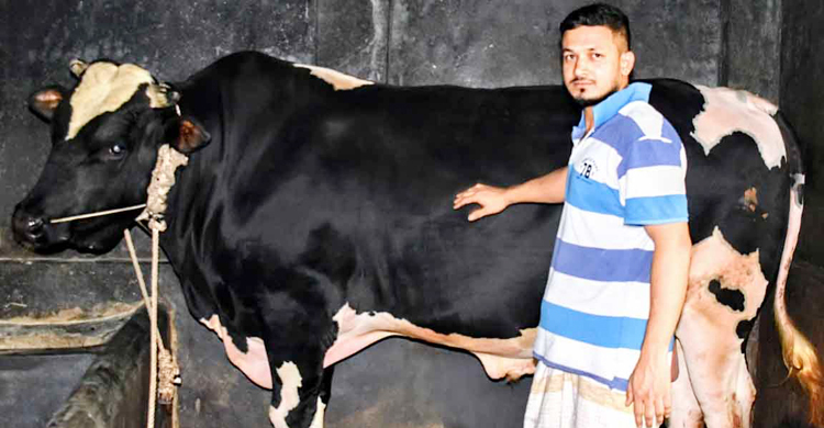 ৮ লাখে বিক্রি হবে বগুড়ার ‘হিরো আলম’
